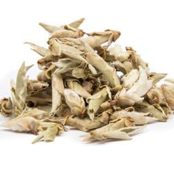 CHINY YUNNAN WILD TEA BUDS - zielona herbata